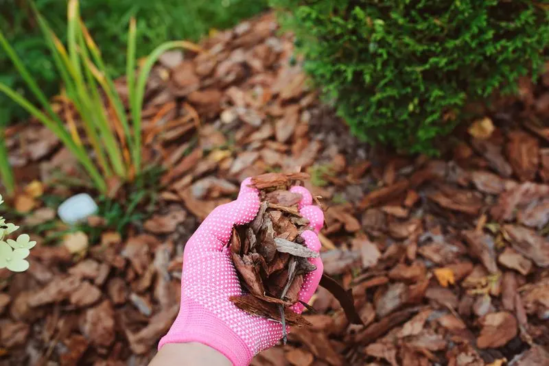 Mulching to Retain Moisture