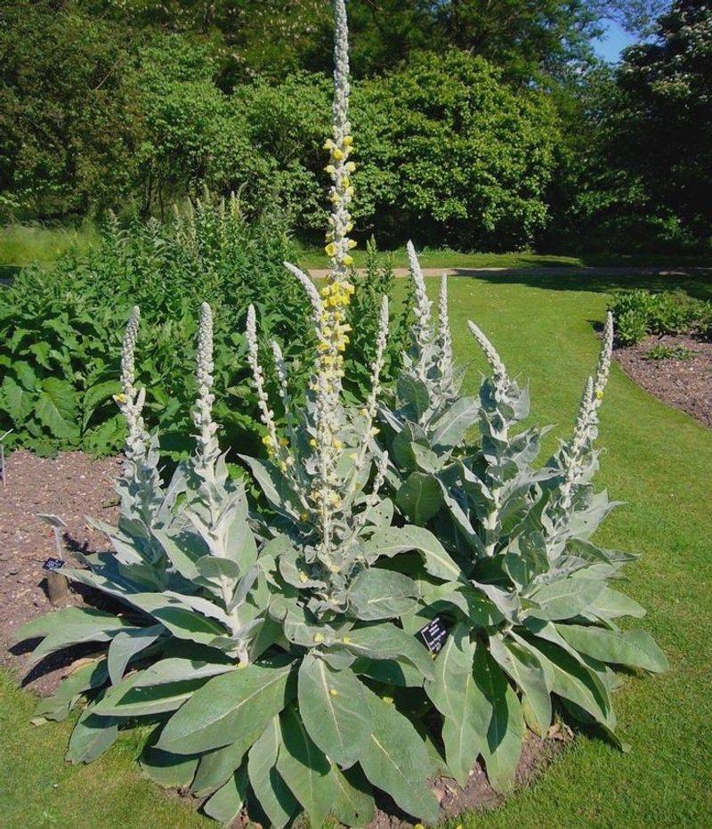 Mullein