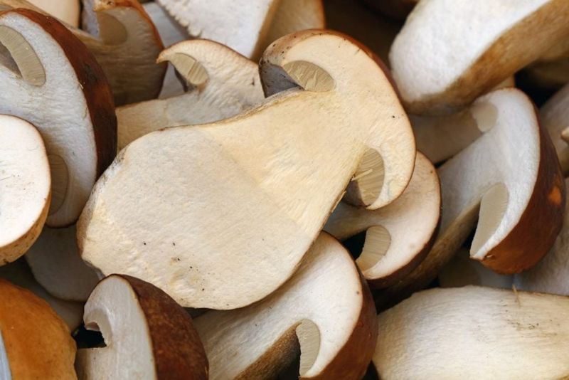 Mushroom Stems