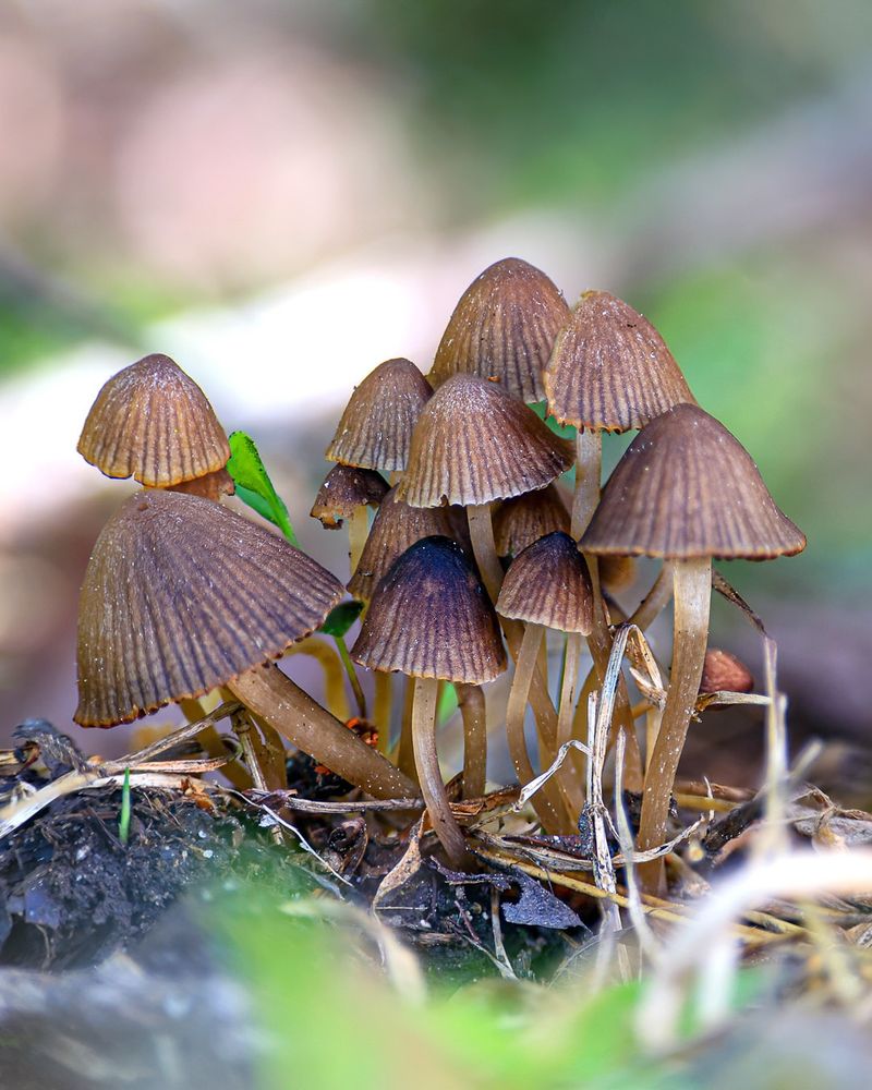 Mushrooms
