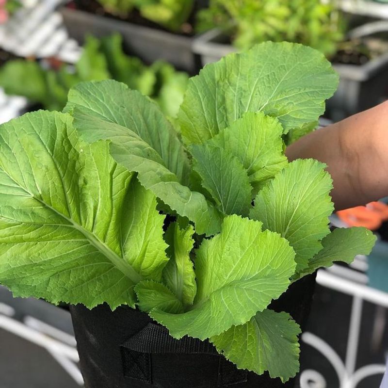 Mustard Greens
