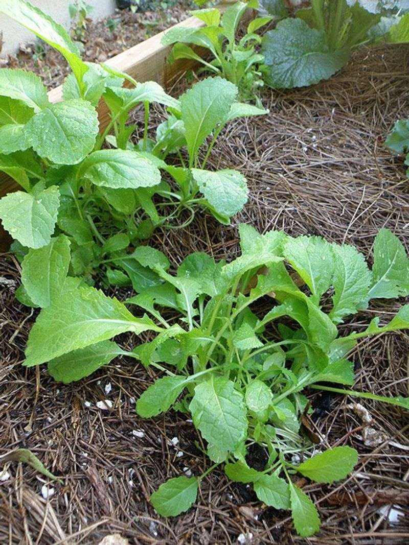 Mustard Greens