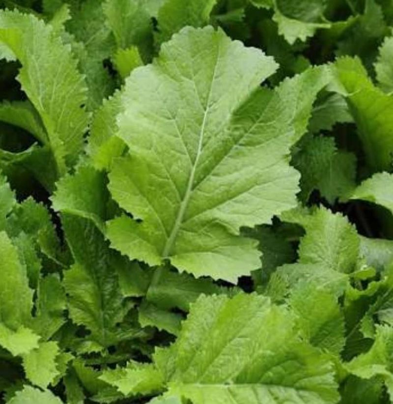 Mustard Greens