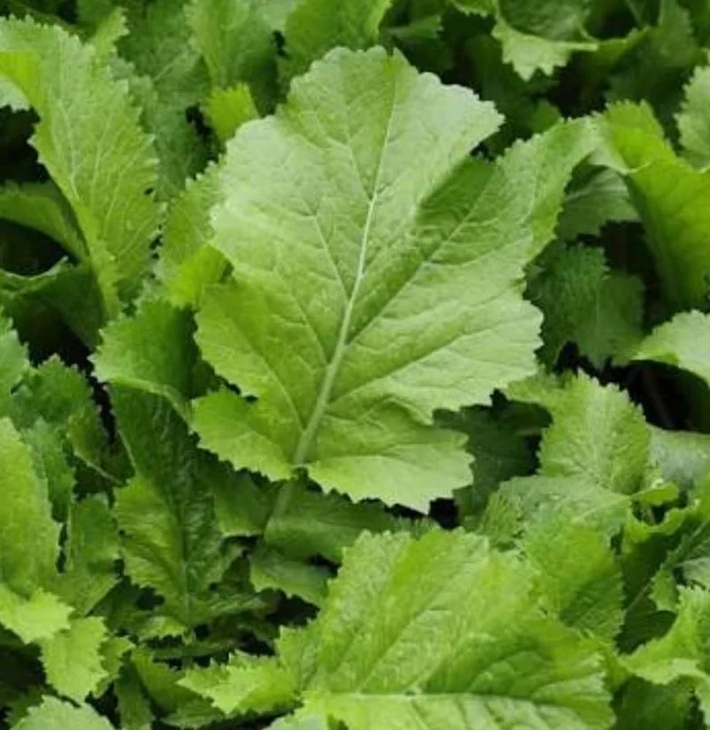 Mustard Greens