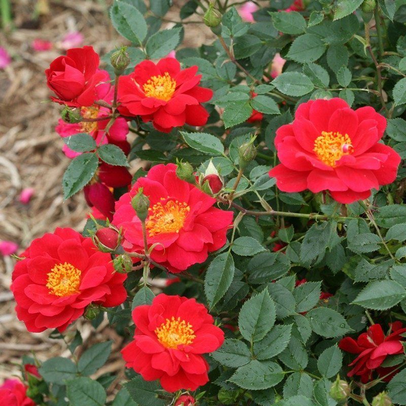 Myth 1: Roses are High Maintenance