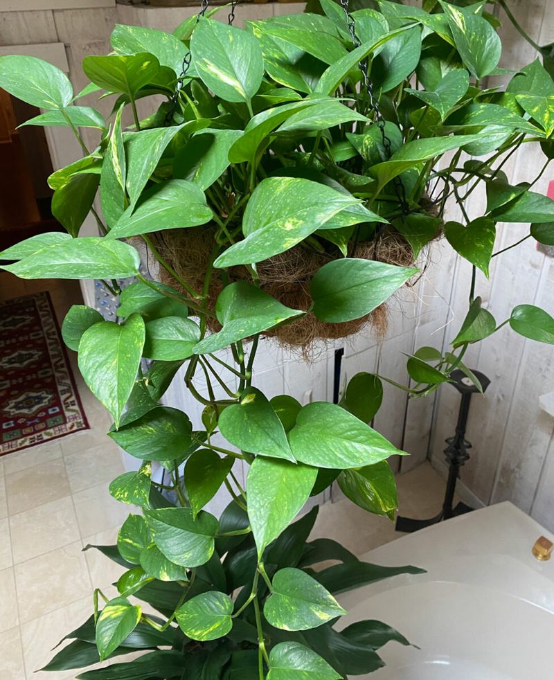 Myth 10: Indoor Plants Don't Need Sunlight