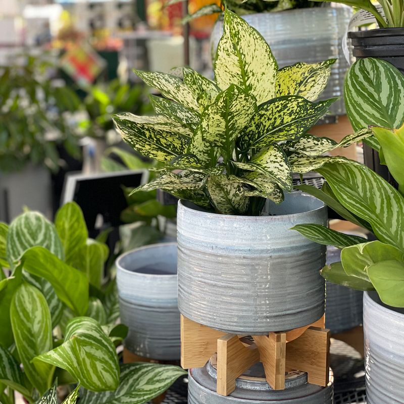 Myth 10: Never Repot During Bloom
