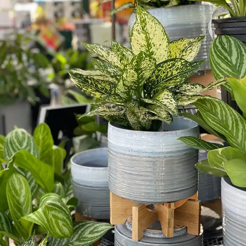 Myth 10: Never Repot During Bloom
