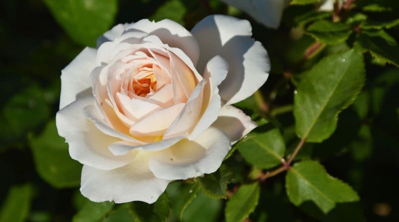 Myth 10: Roses Require Constant Fertilization