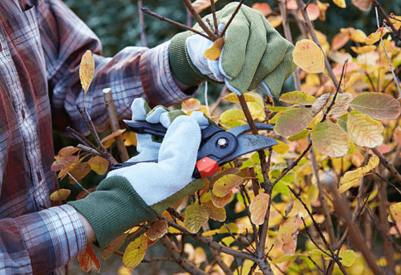 Myth 11: Pruning Hurts Plants