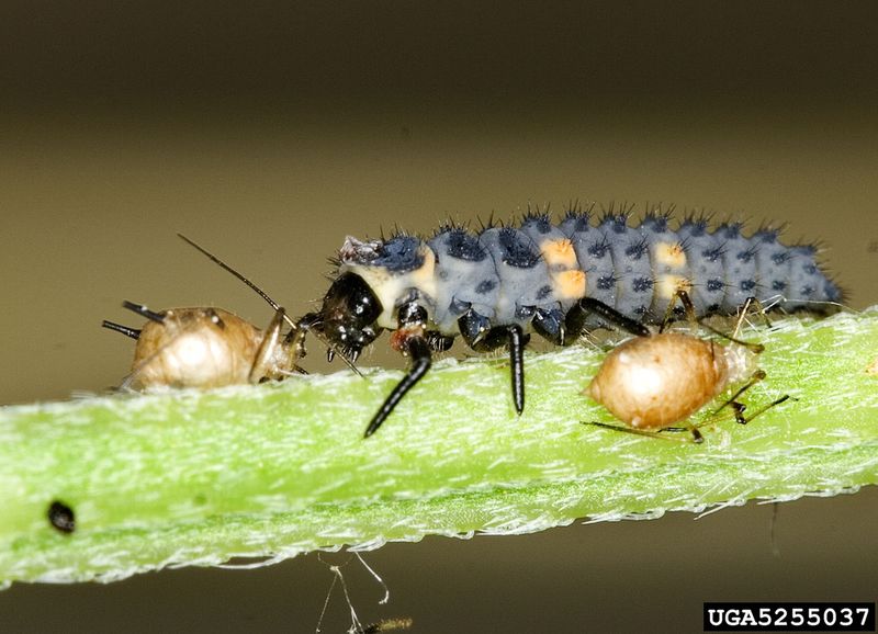 Myth 12: Insects Only Harm Plants