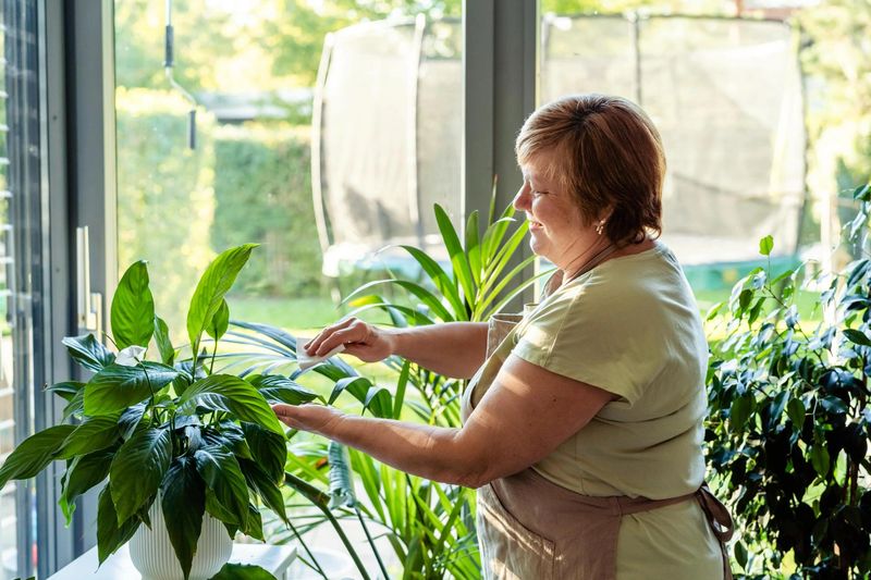 Myth 12: Milk as a Plant Cleaner