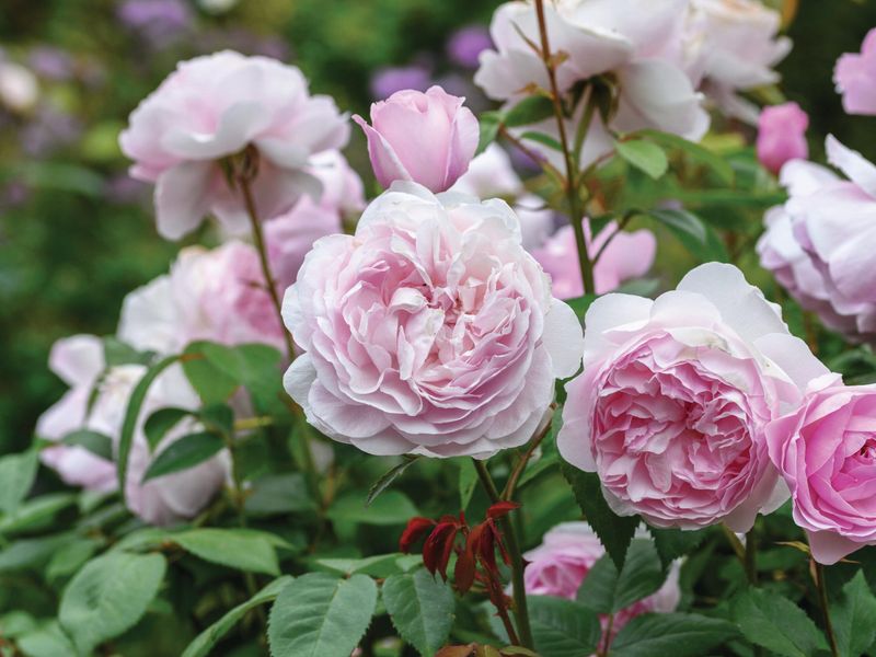 Myth 12: Roses Need Weekly Pesticide