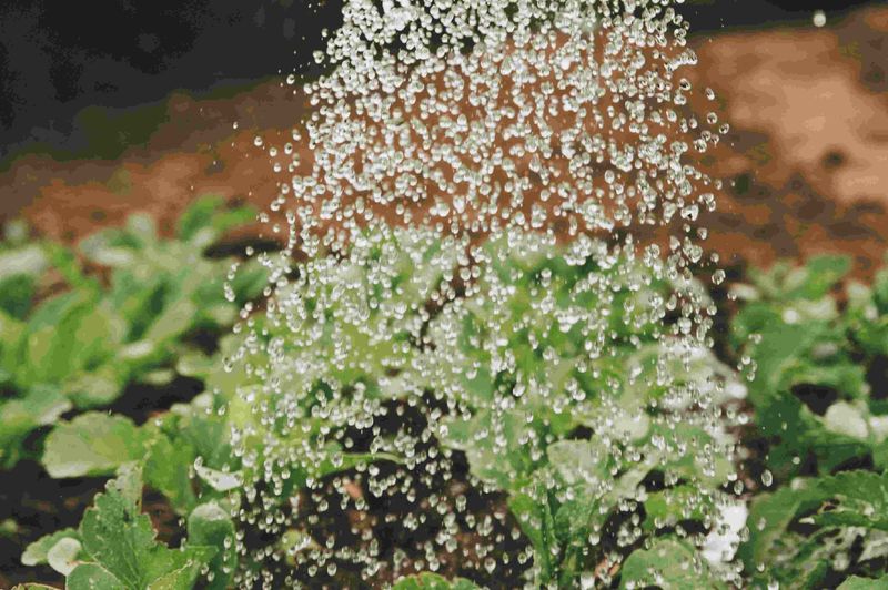 Myth 12: Tap Water is Bad for Plants
