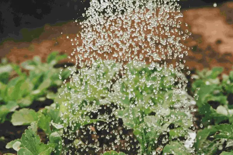 Myth 12: Tap Water is Bad for Plants