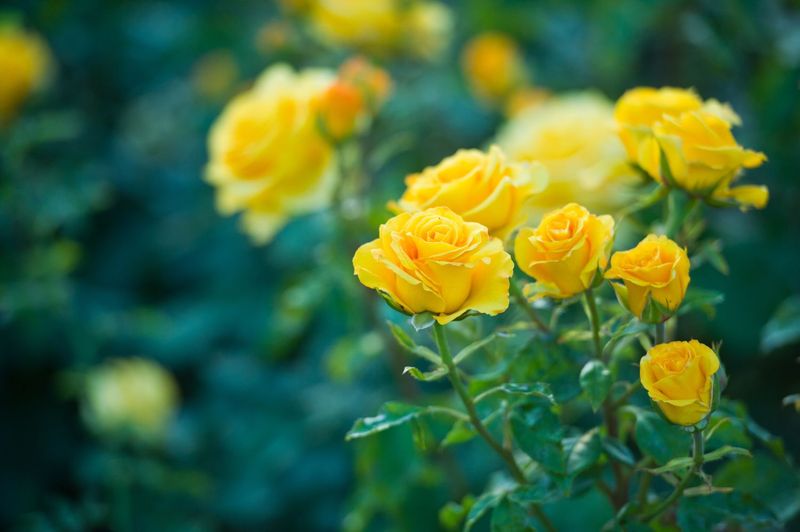 Myth 13: All Roses are Red