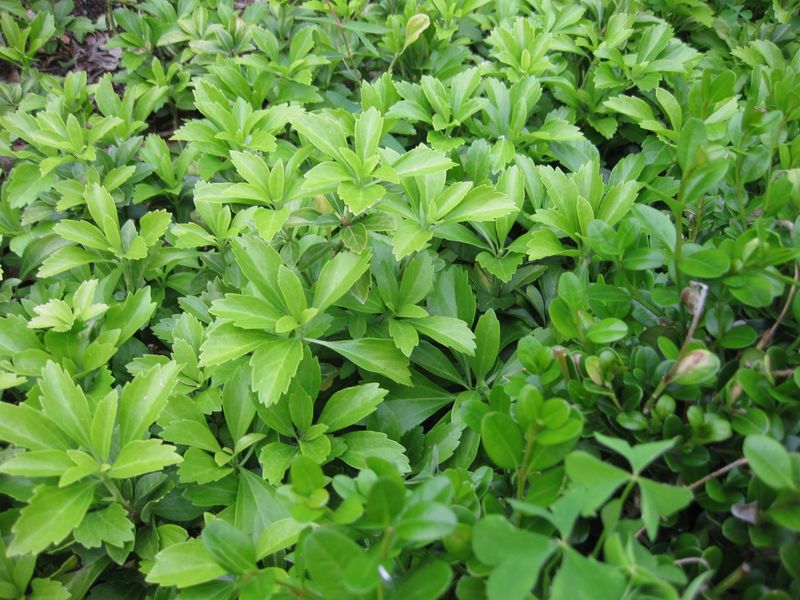 Myth 13: Direct Sunlight Burns Leaves