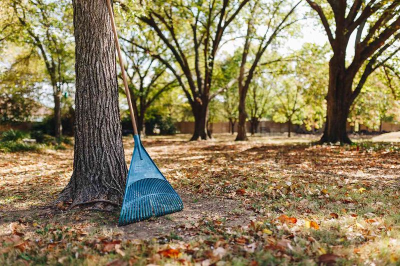 Myth 13: You Must Rake Leaves to Protect Your Lawn