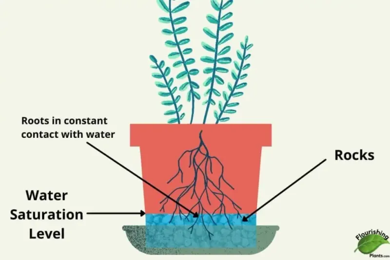 Myth 14: Rocks at the Bottom of Pots Improve Drainage