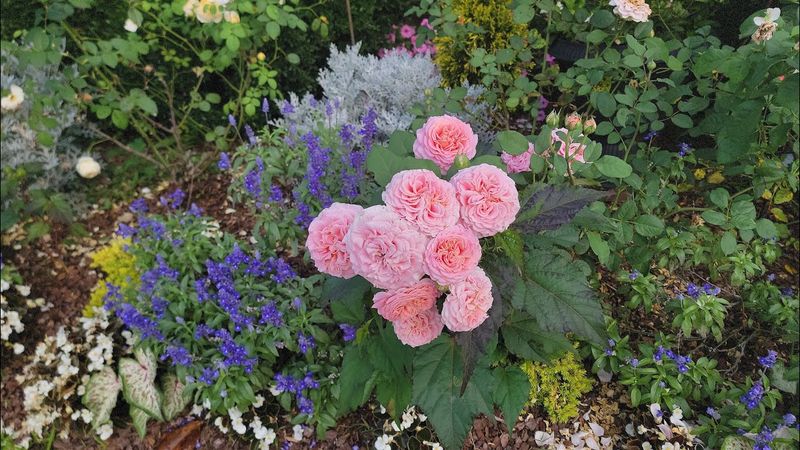Myth 14: Roses Can't Tolerate Heat