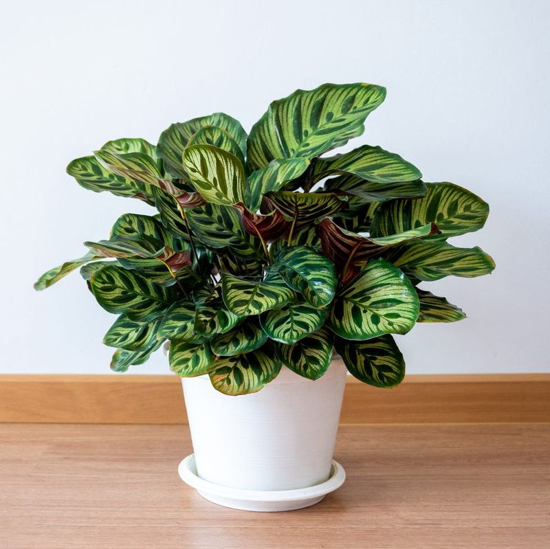 Myth 15: Plants Need Constant Attention
