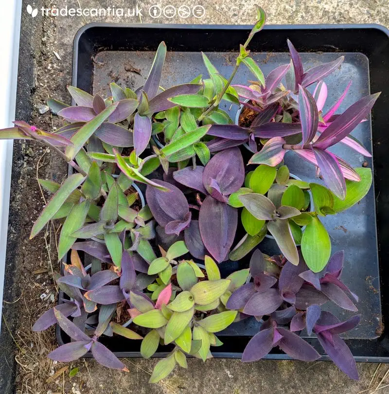 Myth 16: All Plants Enjoy Grouping