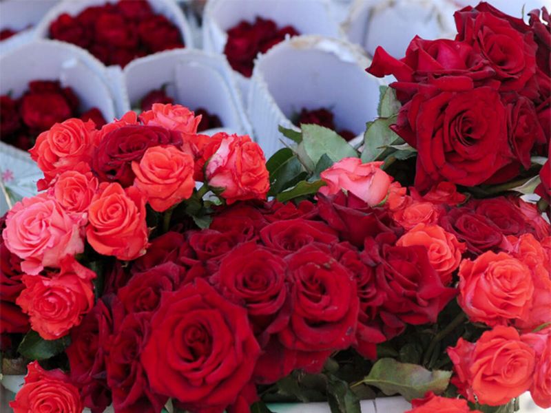 Myth 16: Rose Care is Expensive