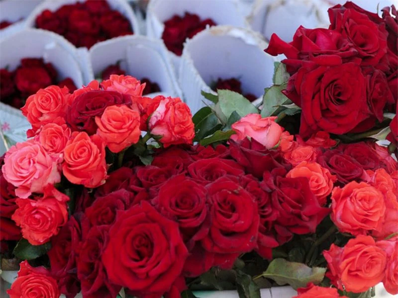 Myth 16: Rose Care is Expensive