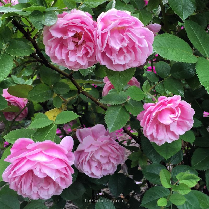 Myth 17: Roses are for Experienced Gardeners Only