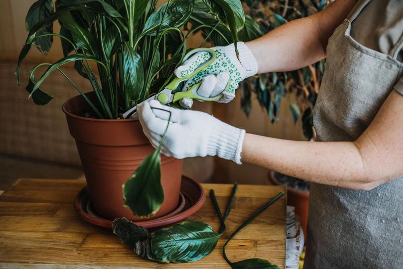Myth 17: Sugar Water Revives Wilting Plants