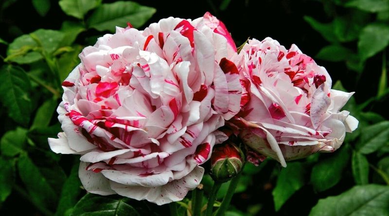 Myth 2: Roses Can't Survive the Winter