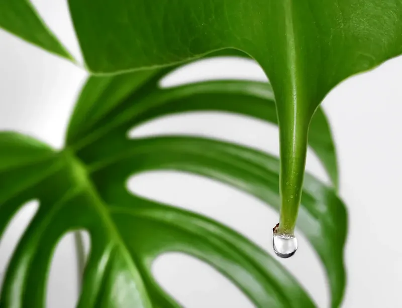 Myth 2: Watering Leaves Causes Disease