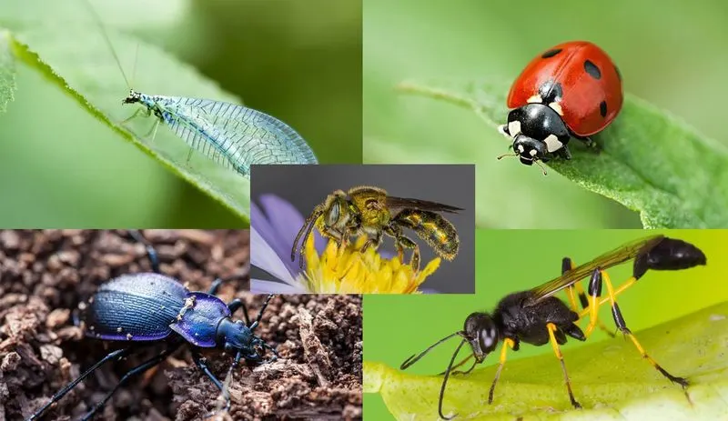 Myth 3: All Insects in the Garden are Harmful