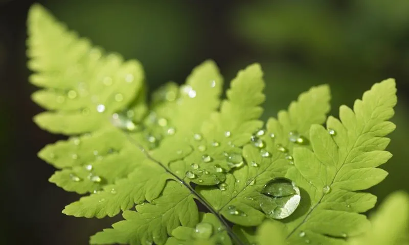 Myth 3: Watering in the Sun Burns Leaves