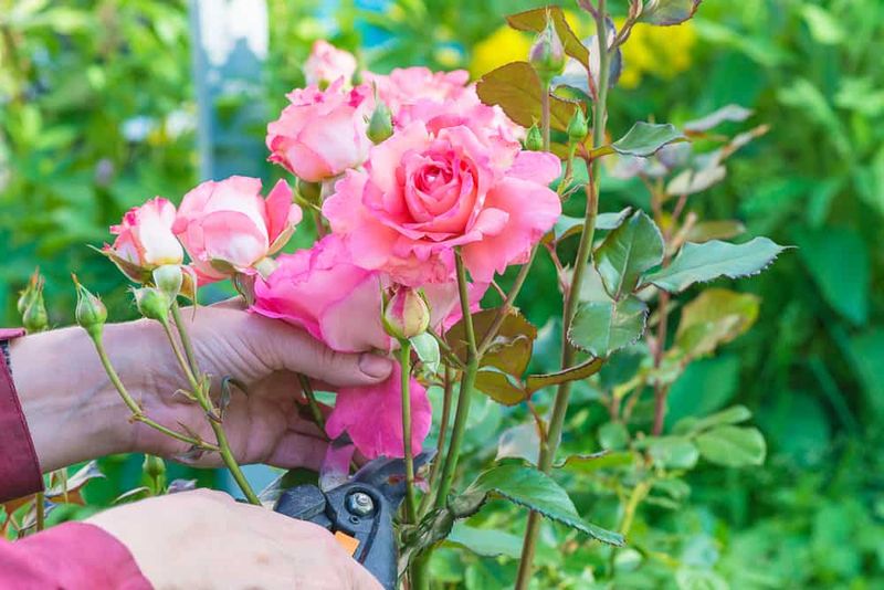 Myth 3: You Must Prune Roses in Spring Only