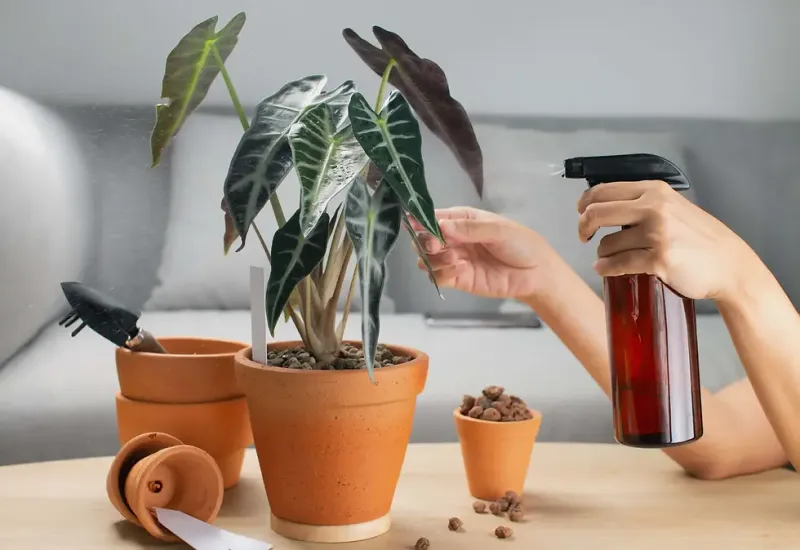 Myth 4: Mist Plants Daily