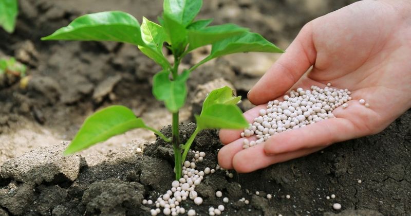 Myth 4: More Fertilizer Means Healthier Plants