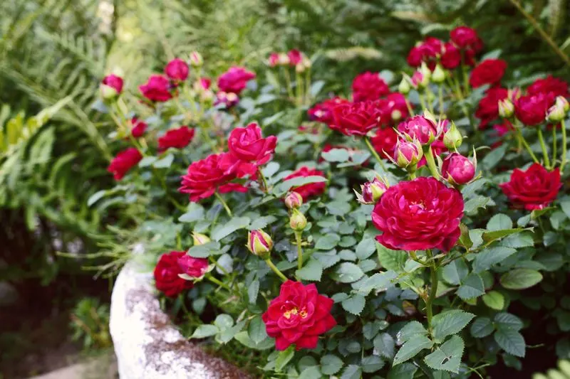 Myth 4: Roses Need Full Sun All Day