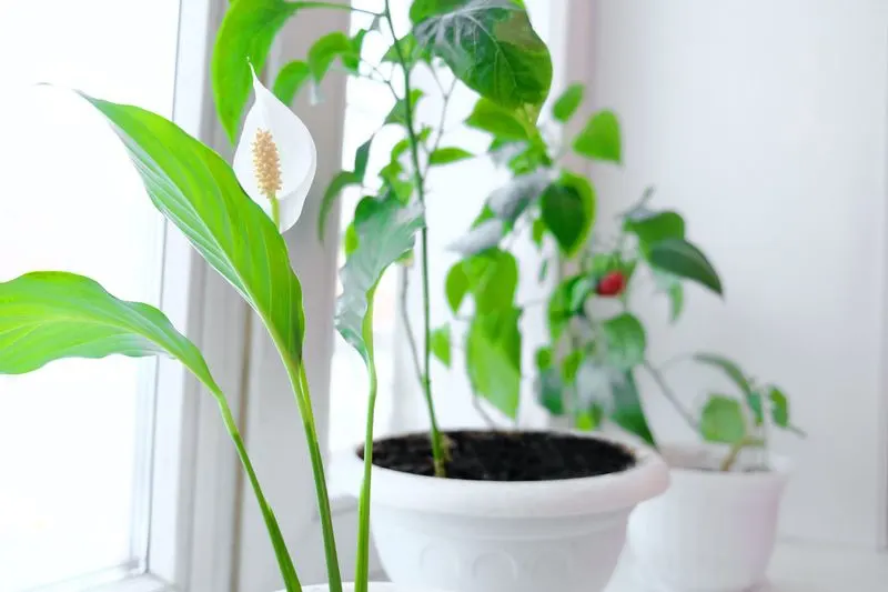 Myth 5: All Plants Purify Air