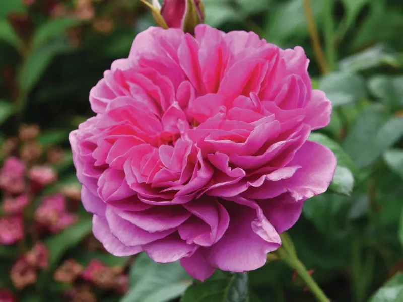 Myth 5: Deadheading is Always Necessary
