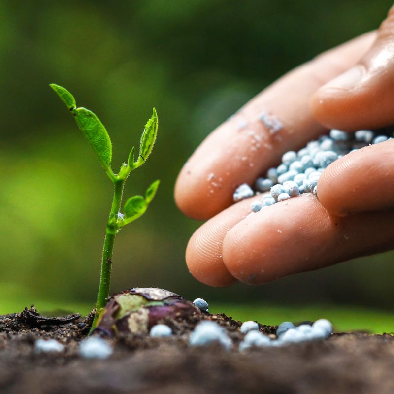 Myth 6: More Fertilizer Equals Better Growth