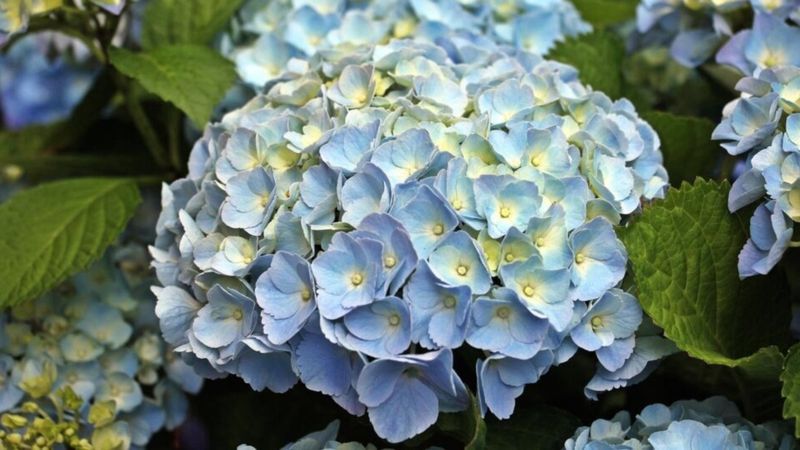 Myth 6: Plants Need Direct Sunlight