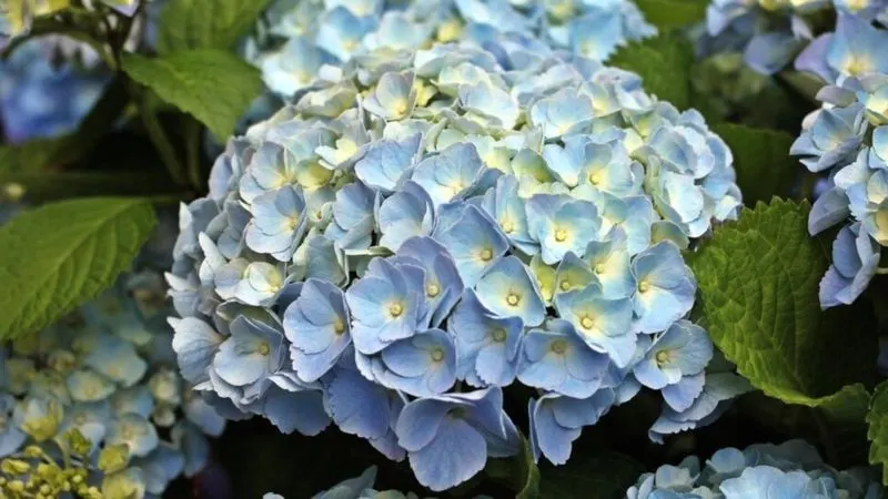 Myth 6: Plants Need Direct Sunlight