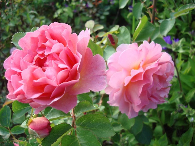 Myth 6: Roses Must Be Planted Alone