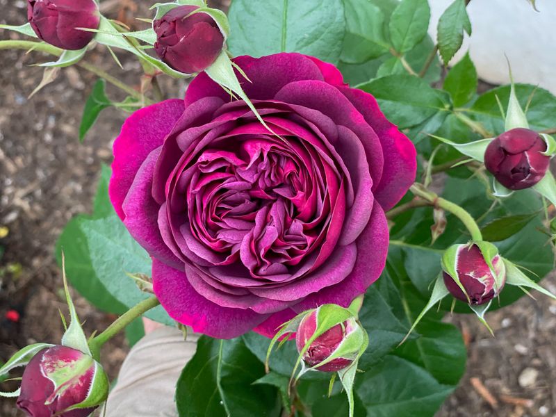 Myth 7: All Roses Have Thorns