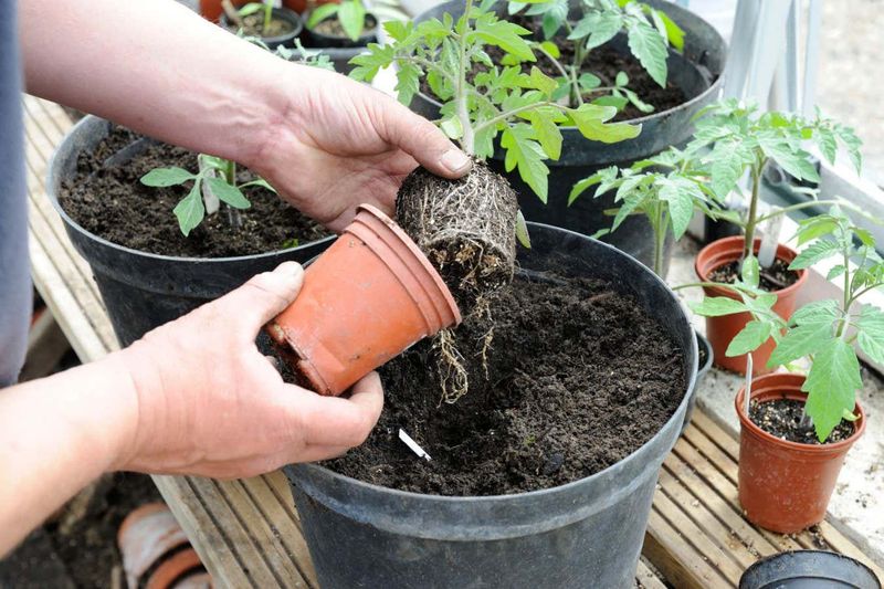 Myth 8: Bigger Pots Mean Bigger Plants