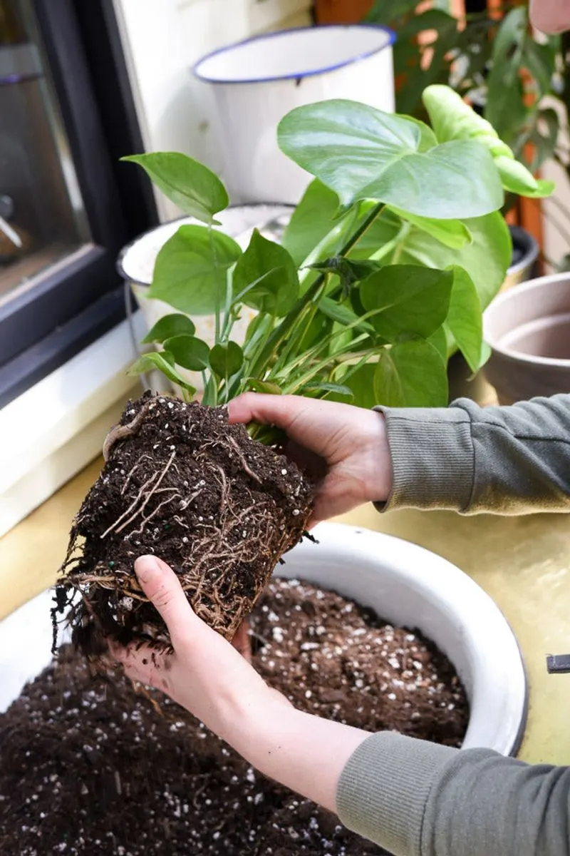 Myth 8: Bigger Pots for Bigger Plants