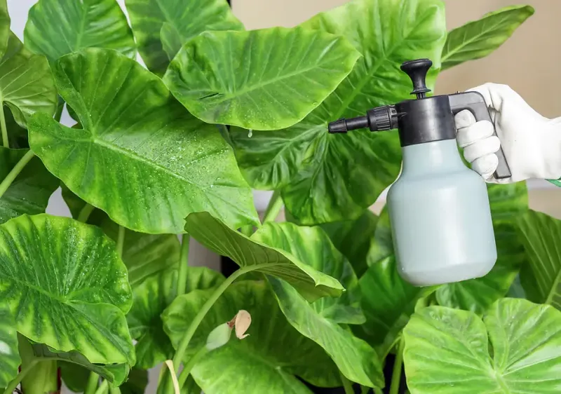 Myth 8: Misting Plants Replaces Watering