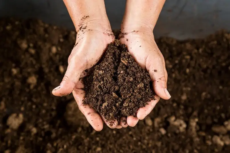 Myth 8: Peat Moss is Essential for Gardens
