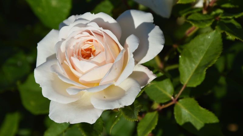 Myth 8: Roses Attract Only Aphids